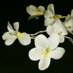 white frangipani wedding lights (2).jpg